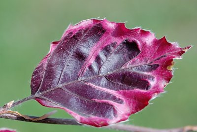 Fagus sylvatica 'Tricolor' - buk lesní - list (117)